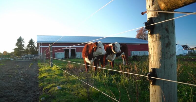 The Best Solar Fence Chargers