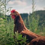 How Much Do Hens Cost