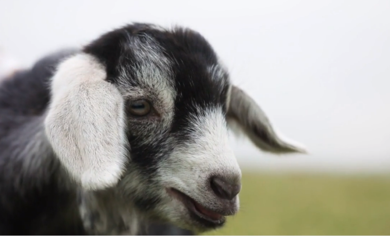 cute goat 