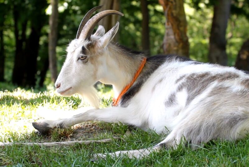 Which factors affect the price of fainting goats