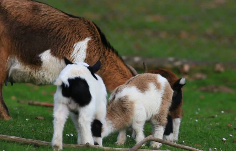 baby fainting goat