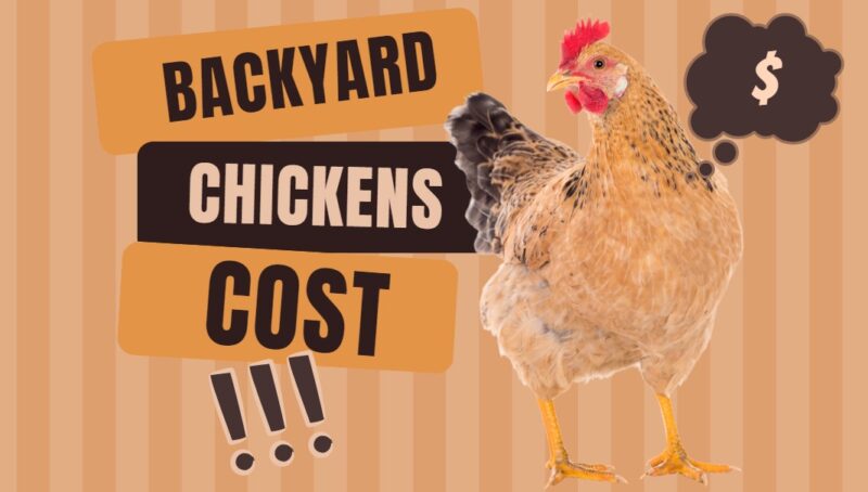 backyard chickens Cost