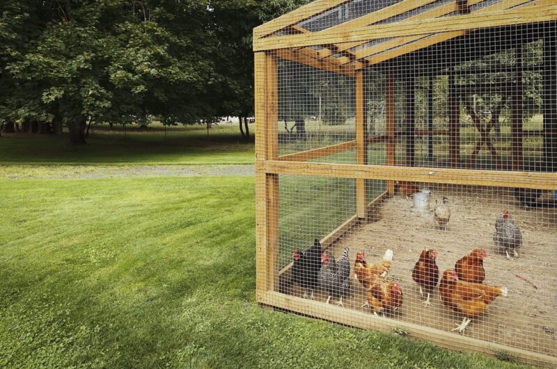 Chicken Roost Ideas and Designs