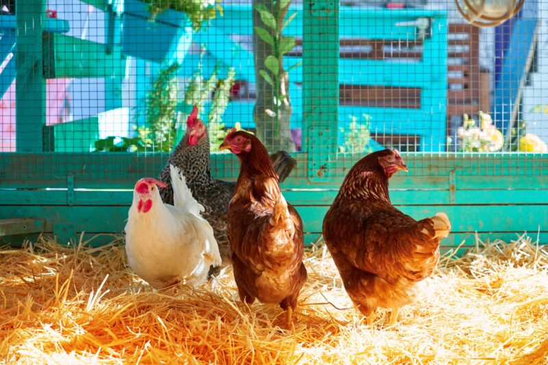 What to Put Inside a Chicken Coop