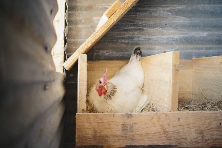 How Big Should A Chicken Nesting Box Be Happy Hens Lay Here